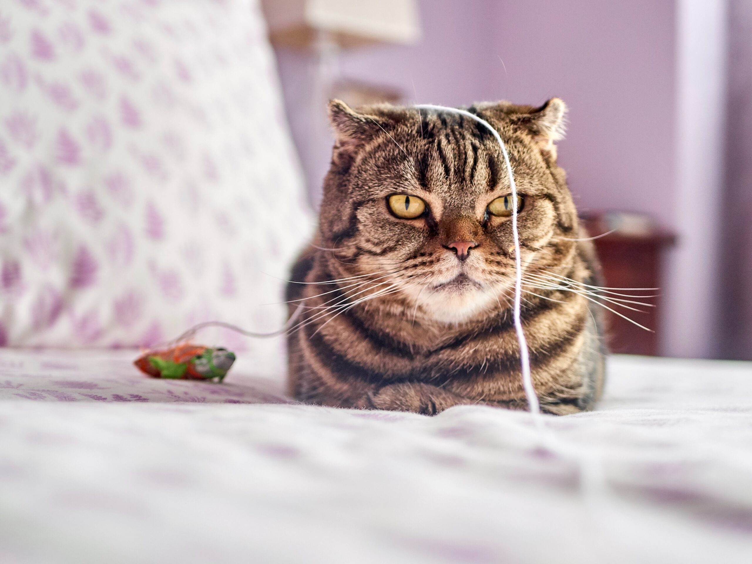 cat playing with string