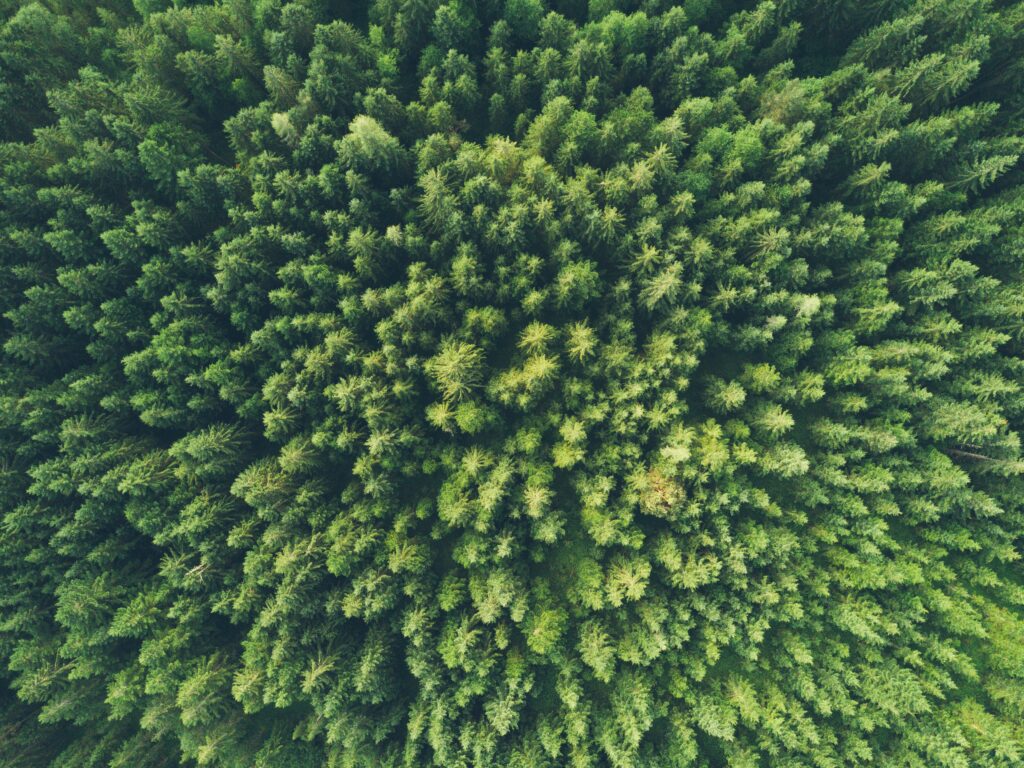 birds eye view of a forest